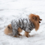 Зимний комбинезон для собак Cody Silver XL-5